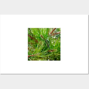 Pinyon Pine Needles Posters and Art